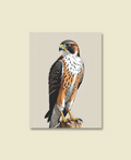 Watchful Falcon